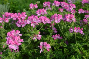 Pelargonie, Duft-  "Pink Capitatum" (Pflanze)